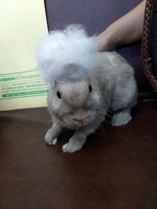 ロングコートウサギの毛
